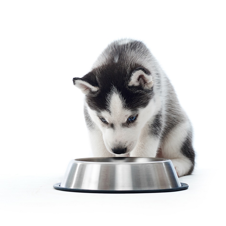 Puppy of gray siberian husky drinking water from silver plate. La cura degli animali